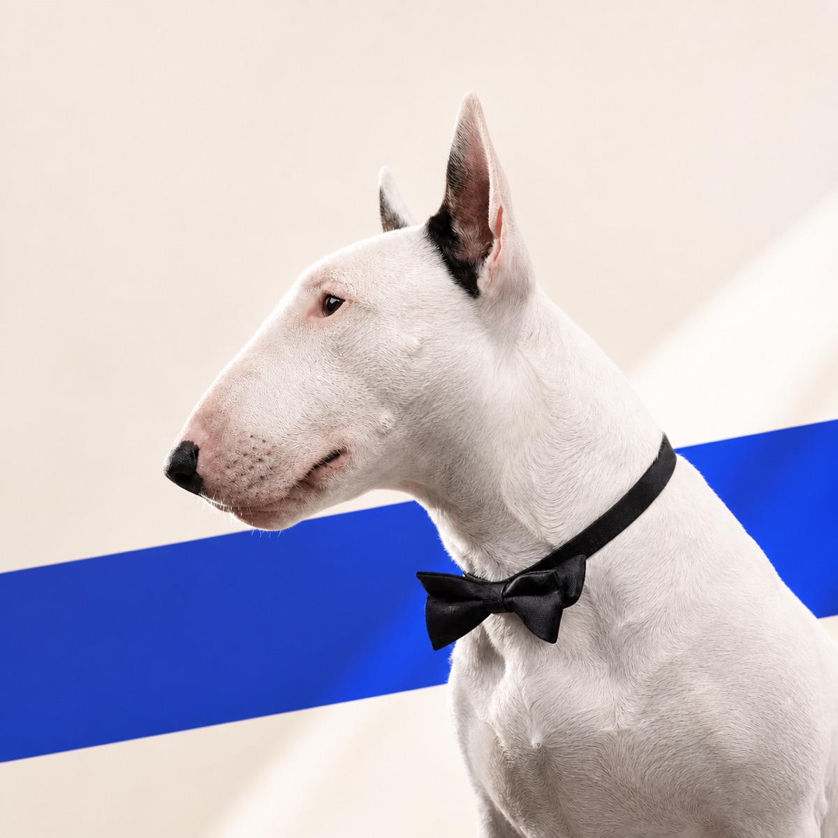 Bull Terrier สีขาวผูกโบว์ไทบนพื้นหลังเส้นน้ำเงิน สัญลักษณ์นอกกรอบอย่างมีคลาสของ RUDEDOG